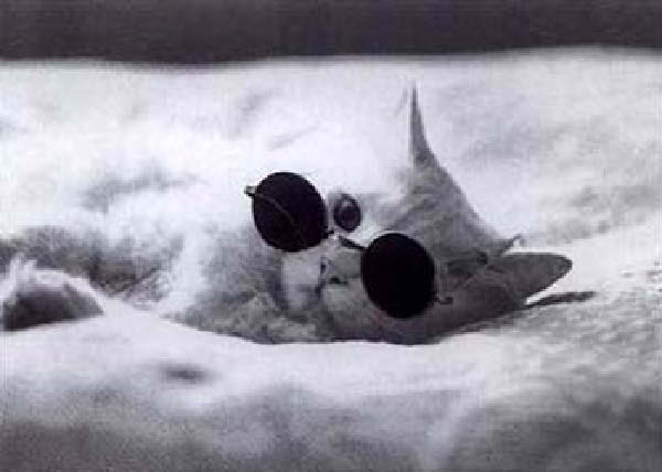 Chat d'aveugle-humourenvrac